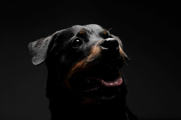 Portrait of an adorable Rottweiler puppy looking up curiously