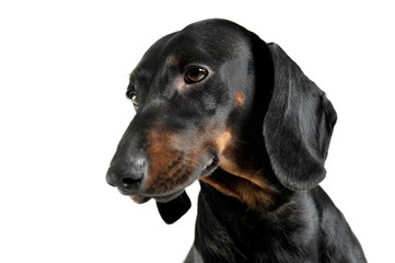 An adorable black and tan short haired Dachshund looking calm