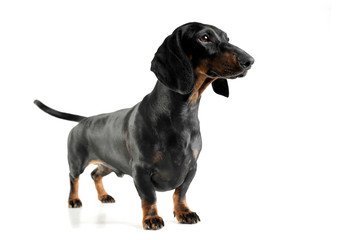 Studio shot of an adorable black and tan short haired Dachshund looking curiously