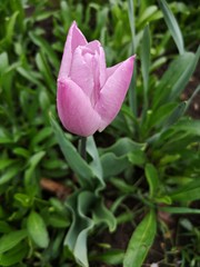 Pink tulip in the garden after rain, sprinkled with water droplets 
