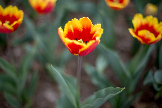 Yellow tipped and red Tulips