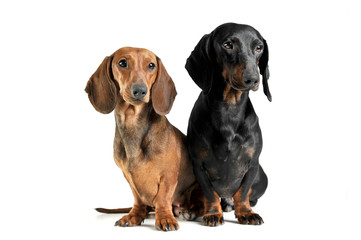 Studio shot of two adorable short haired Dachshund looking curiously