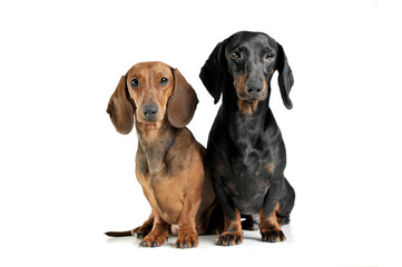 Studio shot of two adorable short haired Dachshund looking curiously at the camera