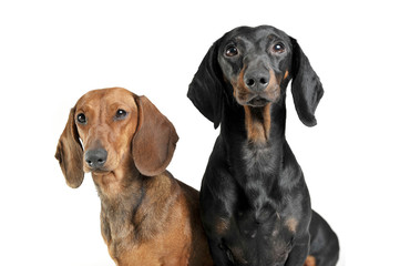 Portrait of two adorable short haired Dachshund looking curiously at the camera
