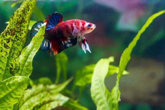 Ein Beta Splendes Koi