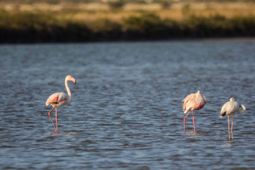 Flamingos in the salt lake