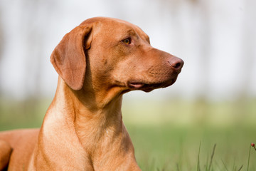 Hund Rassehund Rhodesian Ridgeback Livernose