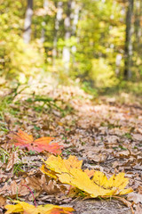 Bright maple leaves on the footpath in the autumn forest