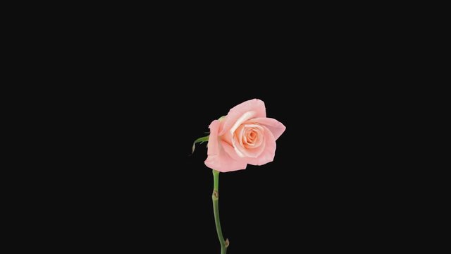 Time-lapse of dying pink Girlfriend rose 4a4 in 4K PNG+ format with ALPHA transparency channel isolated on black background