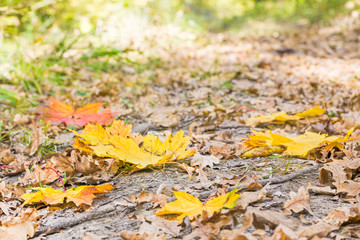 Maple leaves on the footpath in the autumn forest