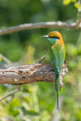 Green Bee-eater (Merops orientalis), Yala National Park, Sri Lanka	