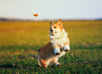 cute little red-haired Corgi puppy runs around the green meadow and fun trying to catch a flying butterfly on a Sunny day