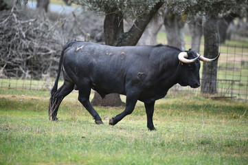 toro negro en españa en el campo