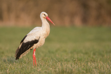 European white stork (Ciconia ciconia) 