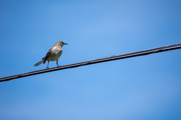 Northern Mockingbird (Mimus polyglottos) on wire in the Spring