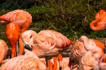 Fototapeta na wymiar Flock of Pink Caribbean flamingos in water