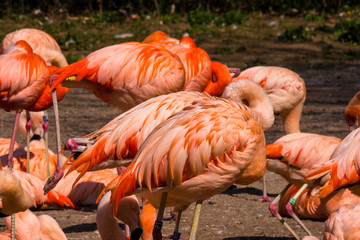 Flock of Pink Caribbean flamingos in water