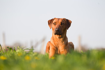 Hund Rhodesian Ridgeback liegt auf einer Wiese stolzer Hund