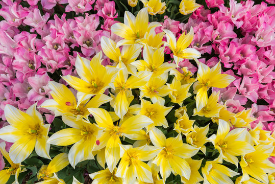 Yellow and Pink tulips background