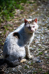 Homeless cat outdoor