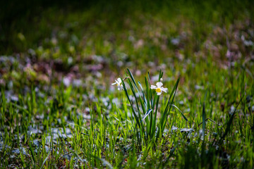 The bud of daffodils flower
