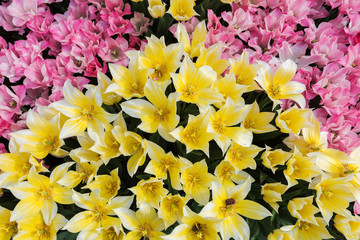 Yellow and Pink tulips background