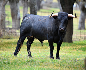 toro negro en españa en el campo