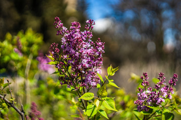 Blooming lilac bush