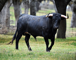 toro español