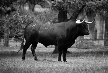 toro español