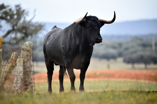 toro espa&radic;&plusmn;ol en el campo
