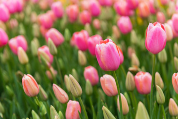 Pink Tulips