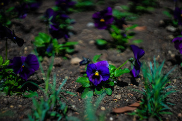 Tricolor viola flowers