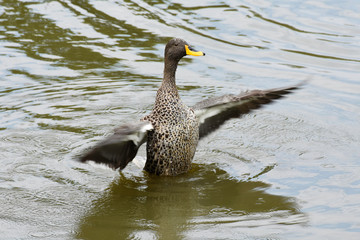 Yellow-billed Duck (anas undulata) Flapping Its Wings, Pretoria, South Africa