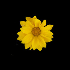 Yellow gazania flowers isolated