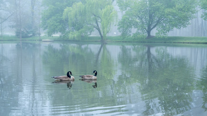 Two Canada Geese on a pond
