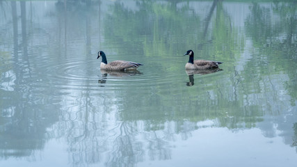 Two Canada Geese on a pond