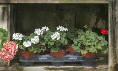 Red geranium flowers in pots inside grungy rustic wood box shelf