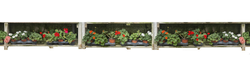 Fototapeta na wymiar Red geranium flowers in pots inside grungy rustic wood box shelf