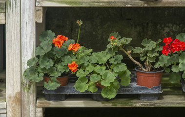 Red geranium flowers in pots inside grungy rustic wood box shelf