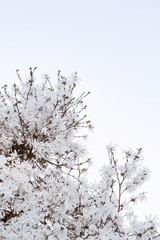 A white star magnolia tree in full bloom; upward looking perspective of a blossoming magnolia tree