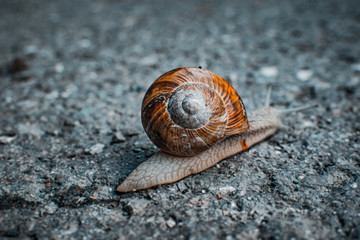 Schnecke unterwegs auf der Strasse