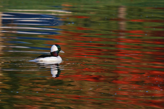 Bufflehead with bright red fall foliage reflecting on apond