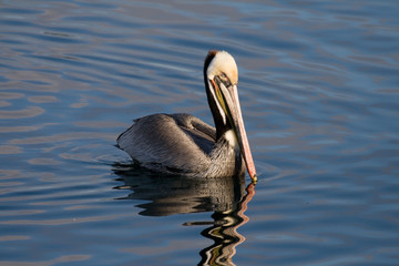 Brown Pelican swimming on San Diego Bay