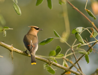 Cedar Waxwing in willow tree