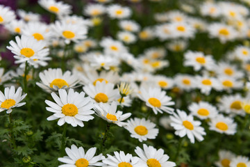 Fototapeta premium Daisy, Chamomile Flower. Beautiful daisy background.