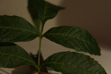 Fototapeta premium paisagem