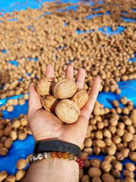 Close up walnuts, wallnuts in hand and bokeh, picking of walnut