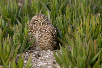 Burrowing Owl rests amid ice plant in San Diego