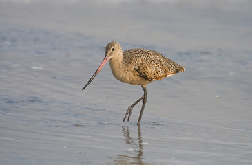 Marbled Godwit wading on a San Diego beach